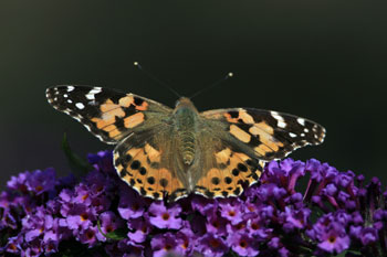 Butterfly photography by Betty Fold Gallery